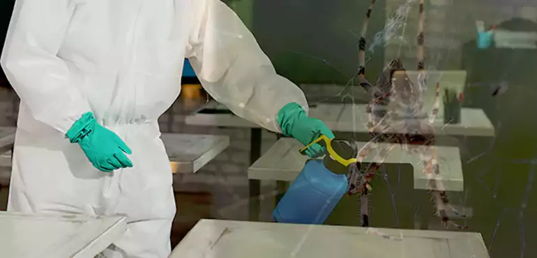 Why Buyers Still Want Homes With Pest Infestations in San Diego, CA?